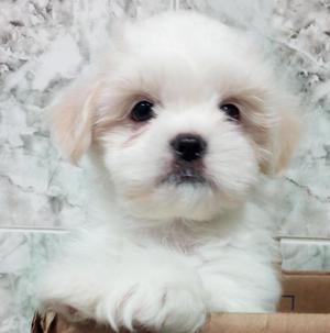 HERMOSO CACHORRO SHIH TZU MNI