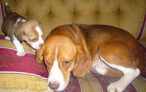 Hermoso macho Beagle 13 pulgadas color chocolate de ojos
