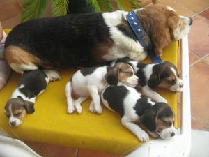 Hermosos Beagle