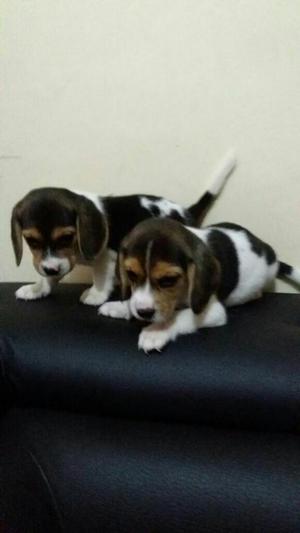 Hermosos Beagle Disponibles