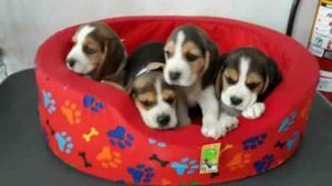 Hermosos Beagle Tricolor