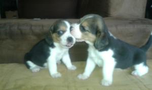 Hermosos Beagles