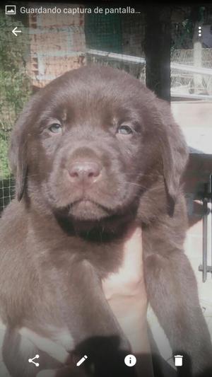 Hermosos Labrador Chocolate