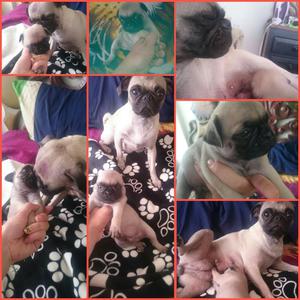 Hermosos Pug