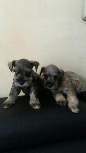 Hermosos Schnauzer Miniatura