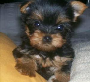 Hermosos Yorkshire Terrier Lulu