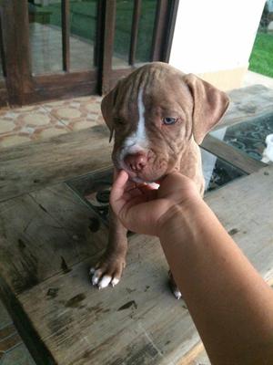 Hermosos cachorros pitbull