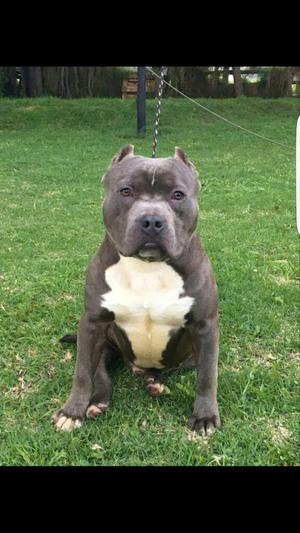 Macho Bully Vendo 14 Meses