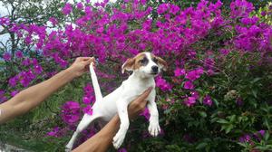 Oferta Jack Russell