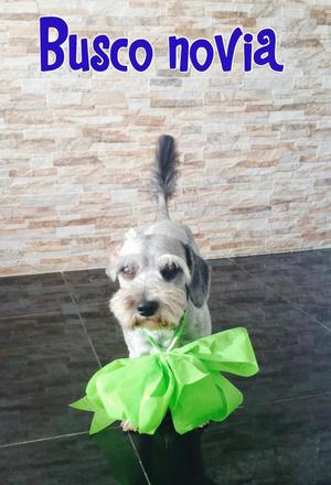 Perrito Schnauzer Busca Novia