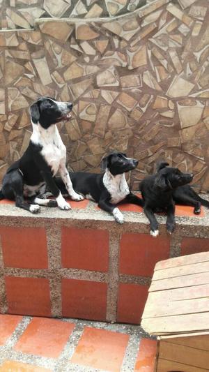 Perritos en Adopcion