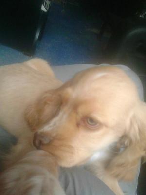 Perro
