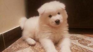 Perros Samoyedo