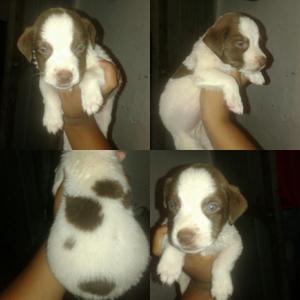 Pit Chocolate Hermoso