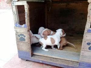Pitbull