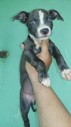 Pitbull Blue