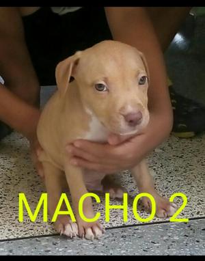 Pitbull Disponible