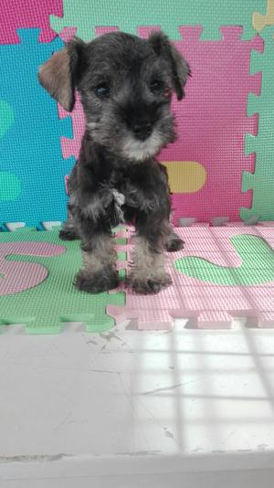 Schnauzer Minis a La Venta