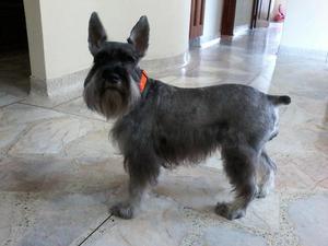 Schnauzer mini hembra, busca novio