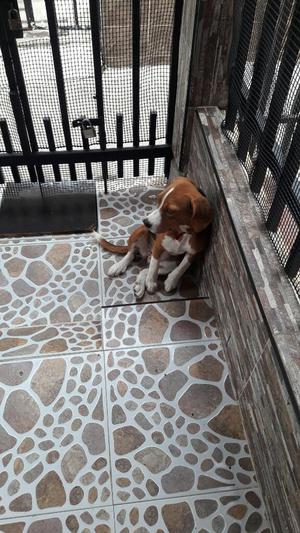 Se Da en Adopcion Hermosa Beagle