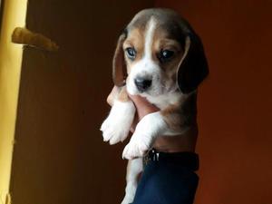 Se Vende Perro Beagle Tricolor Mesymedio
