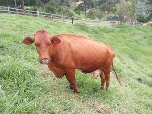 Se Vende Vaca Raza Senepol Holstein Rojo