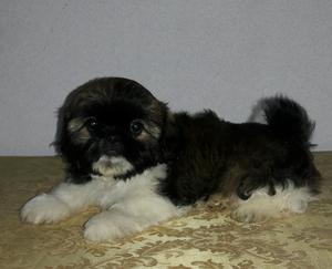 Shih-tzu "hermosos Cachorritos"