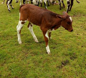 Ternera Holstein Roja