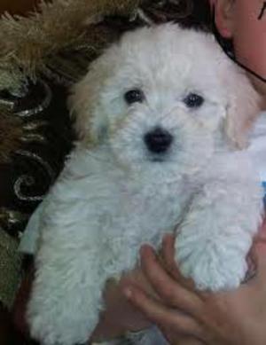 Vendo Cachorro French Poodle de 5 Meses