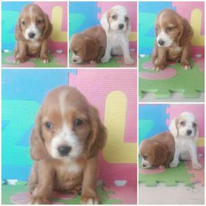 Vendo Cachorros Cocker Spaniel