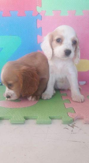 Vendo Hermosos Cocker Spaniel