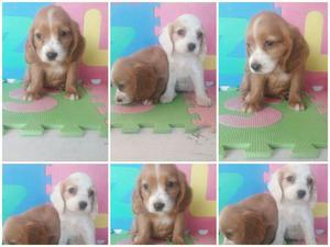 Vendo Lindos Cocker Spaniel