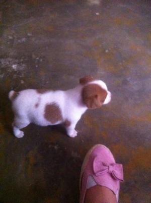 Vendo Perrito Pincher Mini