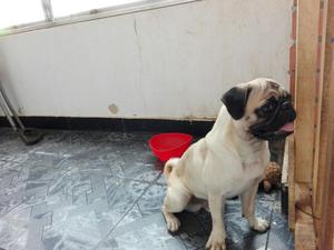 Vendo Pug Carlino 100 Original