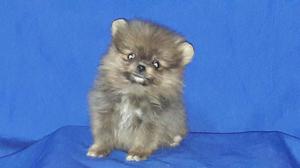 Vendo Reminiaturas Pomeranias Lulu