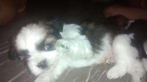 Vendo hermosos cachorros shih tzu tricolor