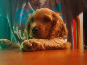 Venta Cachorro Cocker Spaniel