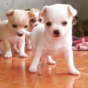 Venta de Cachorros Chihuahua