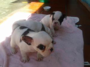 Venta de Cachorros Frances