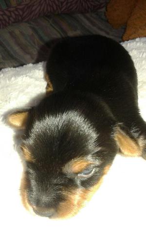 Venta de Yorky Terrier