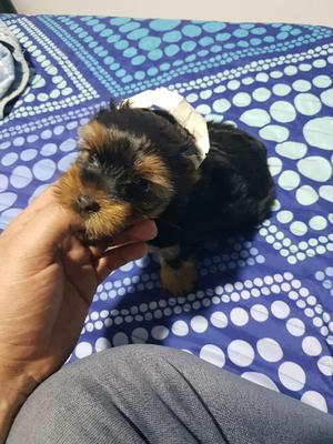 Yorkshire Terrier