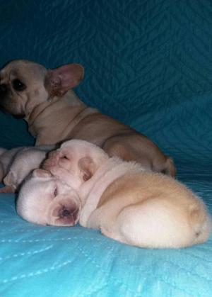 bulldog frances fawn mini disponible