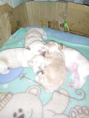 vendo, preciosos cachorros coocker