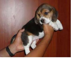 hermosos beagle