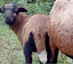 Vendo 2 ovejos y un cordero de raza dorper