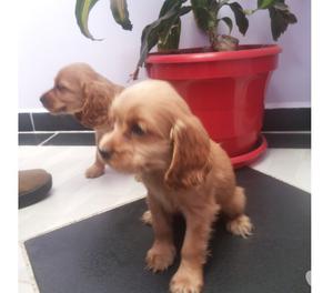 Venta de hermosos cachorros Cocker Spanie a un buen precio