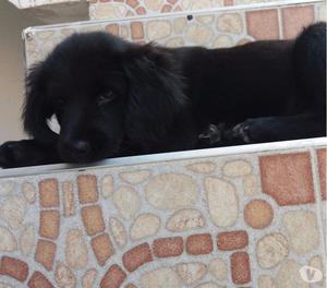 se da en adopción perrita