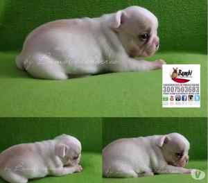 Especiales bulldog frances calidad respaldo disponibles