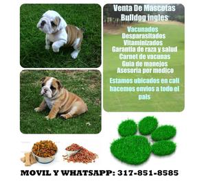 Hermosos cachorros bulldog ingles en venta