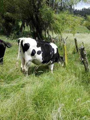 Vaca Holstein Próxima Al Segundo Parto